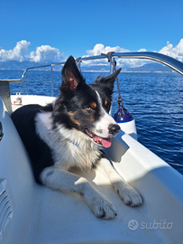 Border collie con pedigree desidera fidanzata