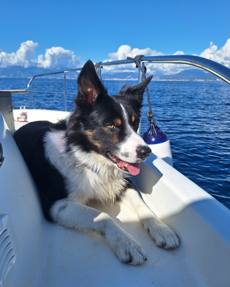 Border collie con pedigree desidera fidanzata