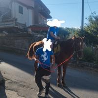Cavallo