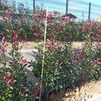 photinia red