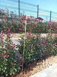 photinia red