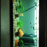 Acquario con pesci