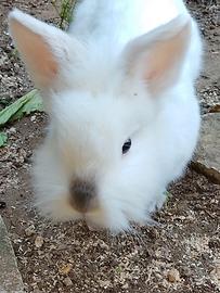 Coniglio testa di leone