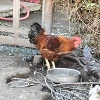 Gallo New Hampshire 10 mesi