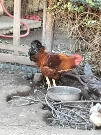 Gallo New Hampshire 10 mesi