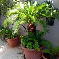 Cycas