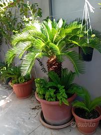 Cycas