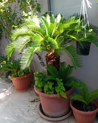 Cycas