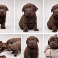 Cuccioli di Labrador Retriever