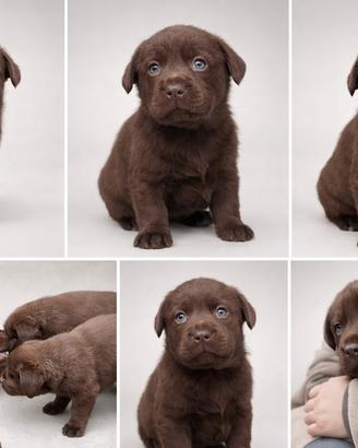 Cuccioli di Labrador Retriever