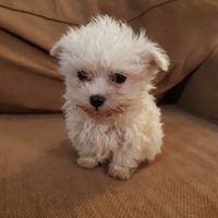 Maltese mini toy