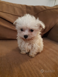 Maltese mini toy