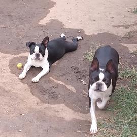 cani boston terrier 