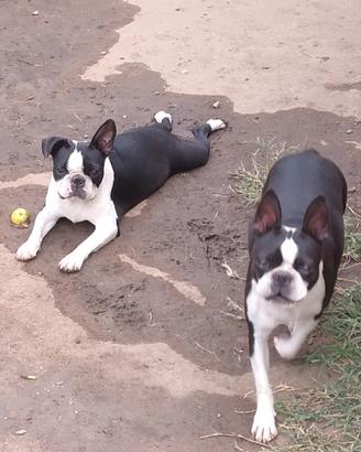 cani boston terrier 