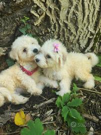 Maltipoo cuccioli