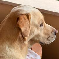 Labrador