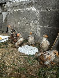 Piccoli di cocincina