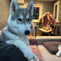 Siberian husky cuccioli6