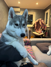Siberian husky cuccioli6
