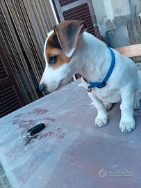Juck Russel terrier tricolor maschio