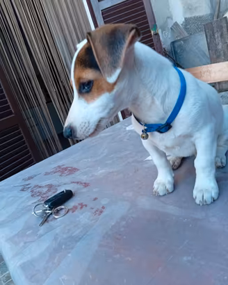 Juck Russel terrier tricolor maschio