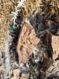 Isopodi onischi porcellio laevis