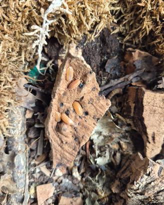 Isopodi onischi porcellio laevis