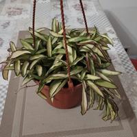 Hoya Waietii 