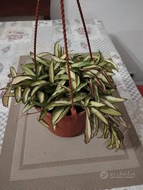 Hoya Waietii 