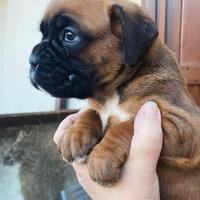 Cucciola boxer