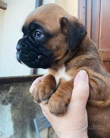 Cucciola boxer