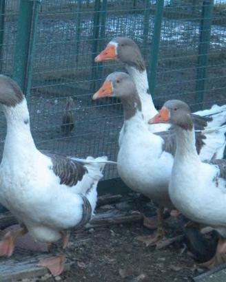 Oca pezzata veneta esemplari adulti