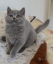 Scottish fold straight