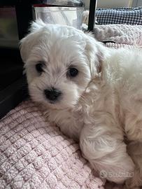 Maltese