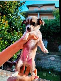 Cuccioli meticci juck russel