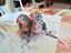 Immagine 5