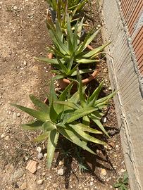 Piante di aloe vera