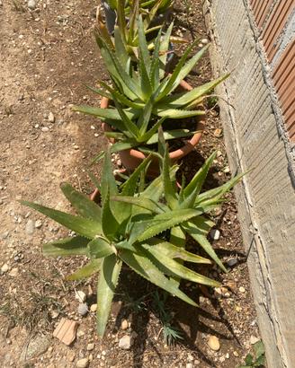 Piante di aloe vera