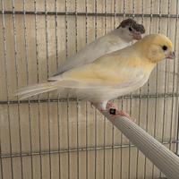 Canarini arlecchino portoghese