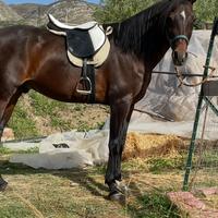 Cavallo