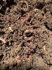 pastura per la pesca lombrichi rossi