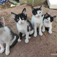Dolcissimi gattini in attesa di una famiglia