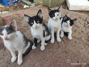 Dolcissimi gattini in attesa di una famiglia