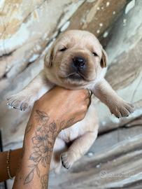 Cuccioli di Labrador Allevamento professionale