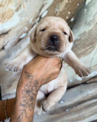 Cuccioli di Labrador Allevamento professionale