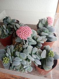 Crasula Morgan beauty pianta grassa fiori rosa