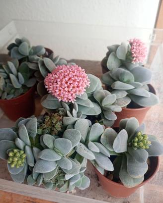 Crasula Morgan beauty pianta grassa fiori rosa