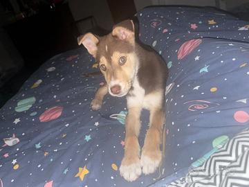 Incrocio Red Husky e meticcio, MASCHIO