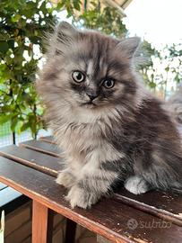 Cuccioli di gatto persiano