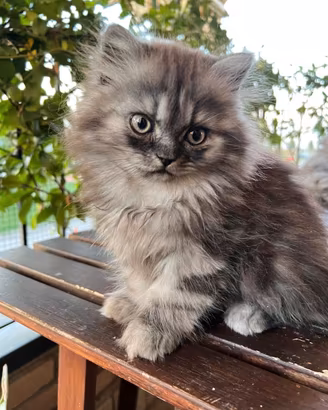 Cuccioli di gatto persiano